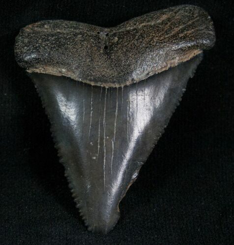 Fossil Great White Shark Tooth - #7303